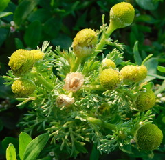 Matricaria discoidea