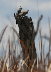 Nymphicus hollandicus