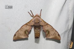 Daphnusa ocellaris