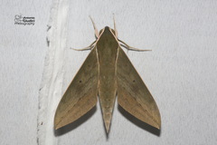 Theretra boisduvalii