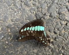 Graphium sarpedon
