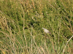 Columba oenas