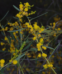 Acacia blakelyi