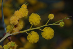 Acacia blakelyi