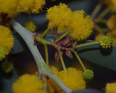 Acacia blakelyi