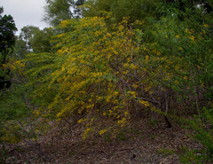 Acacia blakelyi