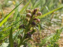 Dactylorhiza viridis