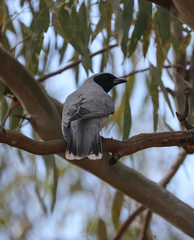 Coracina novaehollandiae