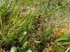 Dactylorhiza viridis