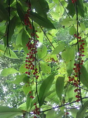 Schisandra arisanensis