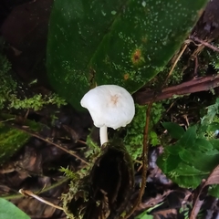 Lactocollybia