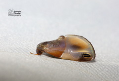 Cacyparis tenuipalpis