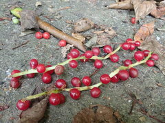 Schisandra arisanensis