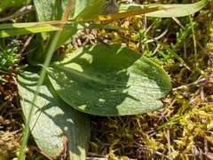 Dactylorhiza viridis