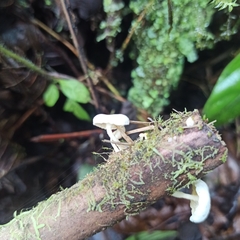 Lactocollybia