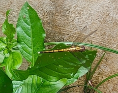 Orthetrum luzonicum
