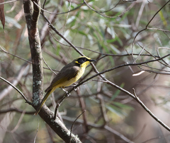 Lichenostomus melanops