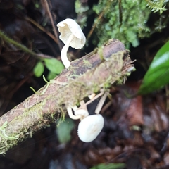 Lactocollybia