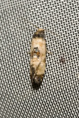 Neocochylis dubitana