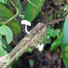 Lactocollybia