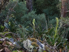 Dendrobium speciosum