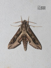 Hippotion velox