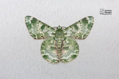 Pingasa subviridis
