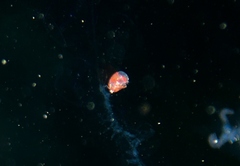 Hyperiidae