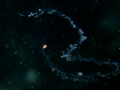 Hyperiidae