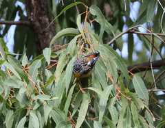 Pardalotus punctatus