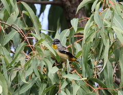Pardalotus punctatus