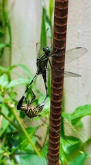 Orthetrum sabina