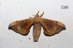 Bombycidae