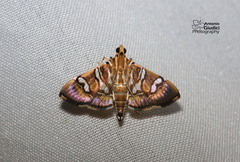 Chabula telphusalis