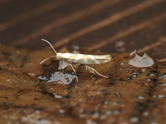 Argyresthia goedartella
