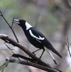 Gymnorhina tibicen