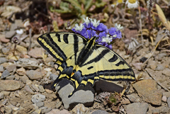 Papilio alexanor