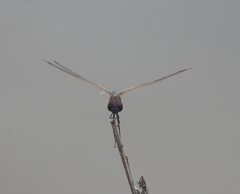 Trithemis pallidinervis