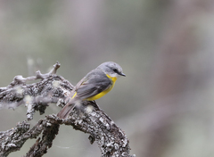 Eopsaltria australis