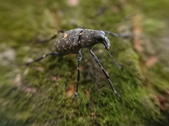 Tropiderini