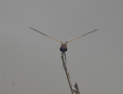 Trithemis pallidinervis
