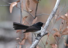 Rhipidura leucophrys