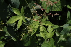 Humulus scandens