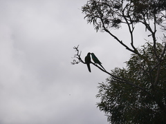 Barnardius zonarius barnardi