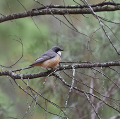 Pachycephala rufiventris