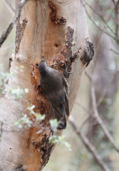 Cormobates leucophaea