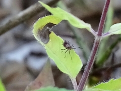 Hemiptera
