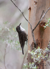 Cormobates leucophaea