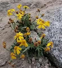 Senecio leucanthemifolius caucasicus