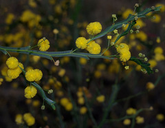 Acacia alata alata
